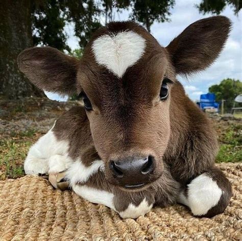 cute cow pictures|adorable cow pictures.